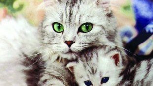 cat, russian rat