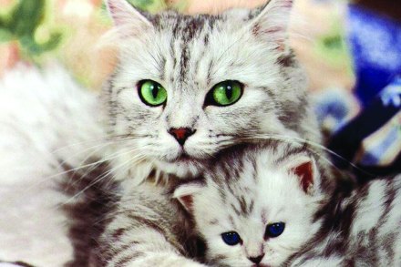 cat, russian rat cat, russian rat