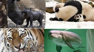 18 beautiful photos , animal moms , animal moms with their babies , see pics, Loksatta, Loksatta news, marathi, Marathi news