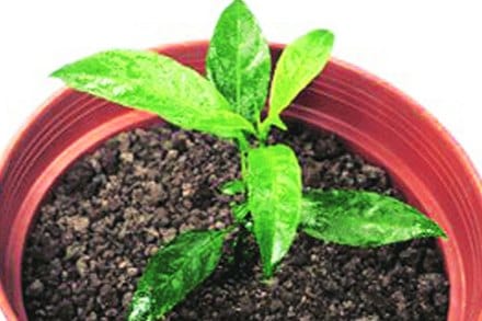 माती आणि सूर्यप्रकाश