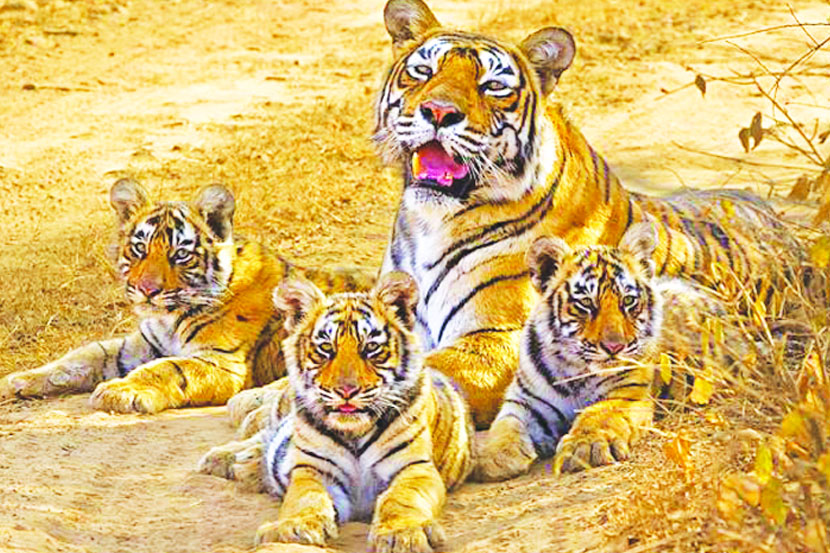 वाघांची संख्या वाढती, पण अधिवासाचे प्रमाण घटतेच..