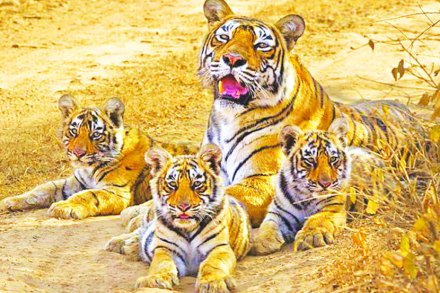वाघांची संख्या वाढती, पण अधिवासाचे प्रमाण घटतेच..