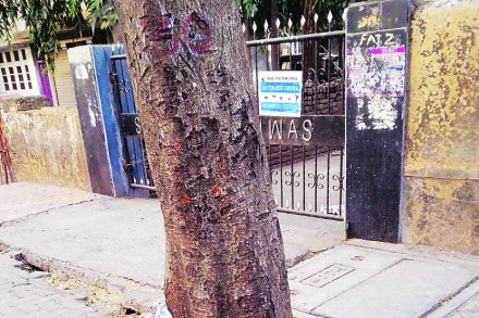 काँक्रीटची जंगले झाडांच्या ‘मुळांवर’