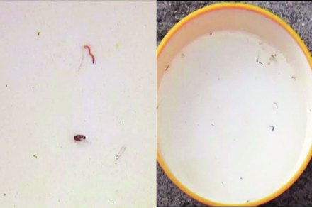अन्नपूर्णानगर येथील अनेक घरांमध्ये येणाऱ्या पाण्यामध्ये अळय़ा सापडल्या.