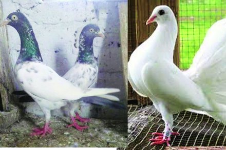 संदेशवहनासाठी वापरण्यात येणारे हे कबुतर आज जगभरात मोठय़ा प्रमाणात पाळले जातात. संदेशवहनासाठी वापरण्यात येणारे हे कबुतर आज जगभरात मोठय़ा प्रमाणात पाळले जातात.
