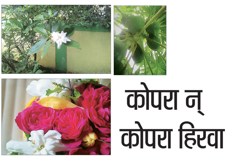 कोपरा न् कोपरा हिरवा
