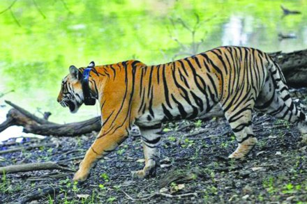 वाघांच्या संख्येबाबत सदोष पद्धतींमुळे गोंधळ वाघांच्या संख्येबाबत सदोष पद्धतींमुळे गोंधळ