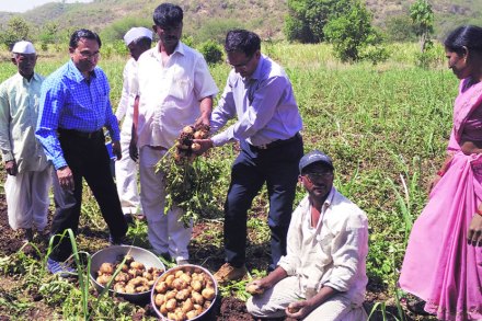 आंतर पीक पद्धतीत विक्रमी बटाटा आंतर पीक पद्धतीत विक्रमी बटाटा