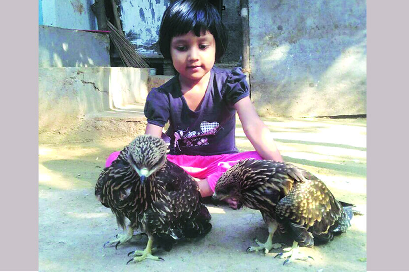 घार राहते घरी!