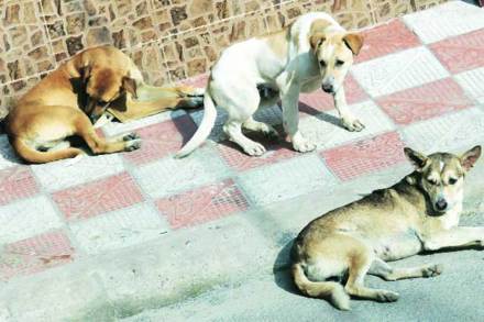 भटक्या कुत्र्यांच्या चाव्यानंतर प्रतिबंधात्मक उपाय म्हणून रेबीजची लस देण्यात येते. भटक्या कुत्र्यांच्या चाव्यानंतर प्रतिबंधात्मक उपाय म्हणून रेबीजची लस देण्यात येते.