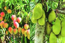 पनवेलच्या बाजारात मधाळ-आंबट रानमेवा!