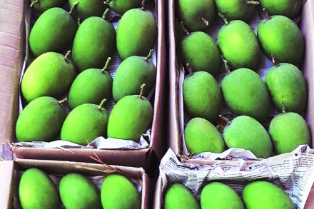 उरणमधील आंबा उत्पादनात २० टक्के पेक्षा अधिकची घट होण्याची शक्यता कृषी विभागाकडून व्यक्त केली जात आहे. उरणमधील आंबा उत्पादनात २० टक्के पेक्षा अधिकची घट होण्याची शक्यता कृषी विभागाकडून व्यक्त केली जात आहे.