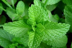 पुदिन्याच्या पानातील संयुग कर्करोगावर गुणकारी