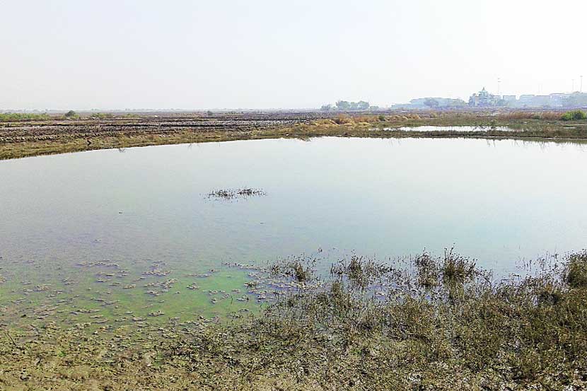 १२०० एकरहून अधिक जमीन खाऱ्या पाण्याखाली आली आहे.   १२०० एकरहून अधिक जमीन खाऱ्या पाण्याखाली आली आहे.