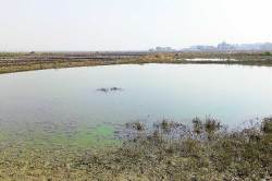 भरतीच्या पाण्याने १२०० एकर शेतजमिनीचे नुकसान