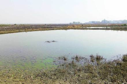 १२०० एकरहून अधिक जमीन खाऱ्या पाण्याखाली आली आहे.   १२०० एकरहून अधिक जमीन खाऱ्या पाण्याखाली आली आहे.