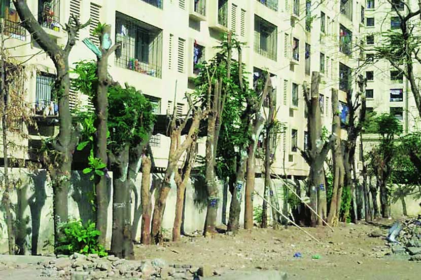 ७० पुनरेपित झाडे मरणपंथाला
