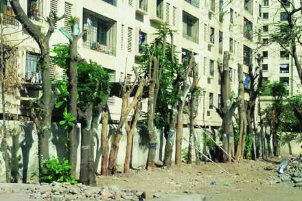 ७० पुनरेपित झाडे मरणपंथाला ७० पुनरेपित झाडे मरणपंथाला