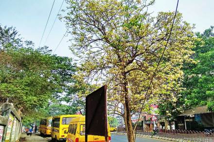 पोखरण रस्त्यावर दिसणारे हे झाड आता ठाणेकरांसाठी काही दिवसांचा सोबती ठरणार आहे.