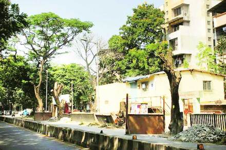 विकासकामांच्या निमित्ताने शहरातील हजारो झाडे तोडली जात असून त्यांचे पुनरेपणही व्यवस्थित केले जात नाही. 