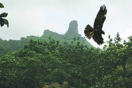 मुंबईपासून सुमारे ६२ आणि पनवेलपासून अवघ्या १२ किमीवर कर्नाळा पक्षी अभयारण्य आहे. मुंबईपासून सुमारे ६२ आणि पनवेलपासून अवघ्या १२ किमीवर कर्नाळा पक्षी अभयारण्य आहे.