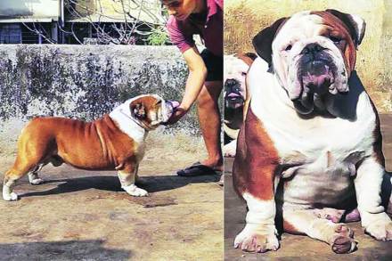  बुल डॉग