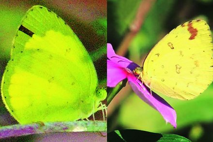 फुलपाखरांच्या जगात ; कॉमन ग्रास यलो फुलपाखरांच्या जगात ; कॉमन ग्रास यलो