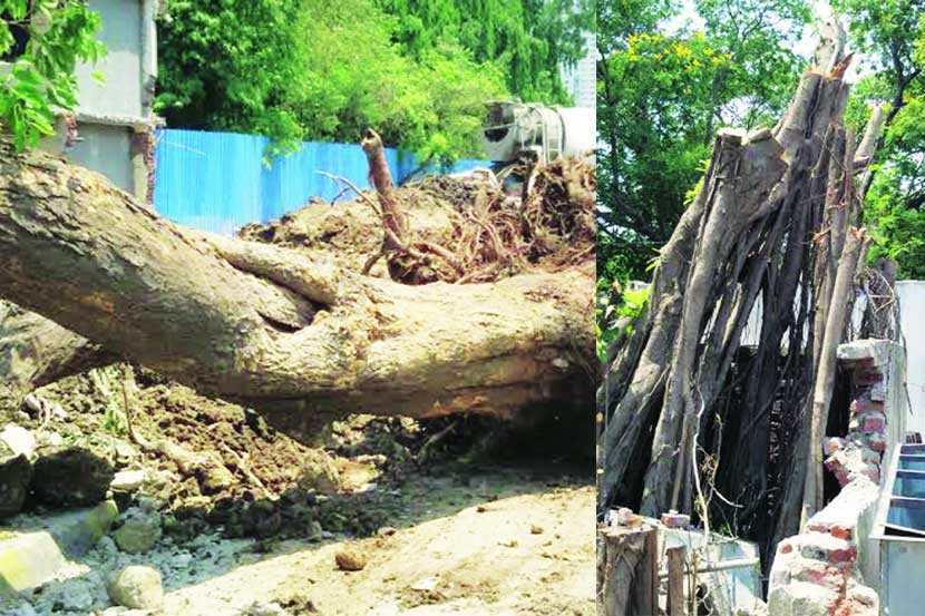 शहरबात ठाणे : कोंडीमुक्तीचे नव्हे..वृक्षतोडीचे ठाणे शहरबात ठाणे : कोंडीमुक्तीचे नव्हे..वृक्षतोडीचे ठाणे