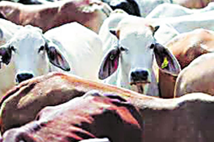 प्रातिनिधिक फोटो प्रातिनिधिक फोटो