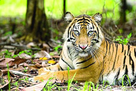 स्मार्टफोनवर प्राण्यांची छायाचित्रे काढून नोंदी करणे हे या वेळच्या प्राणिगणनेचे वैशिष्टय़ होतेच, परंतु रेहेकुरी आणि नान्नजमध्ये १५ ‘कॅमेरा ट्रॅप’द्वारेही पाणवठय़ांवर येणाऱ्या प्राण्यांची छायाचित्रे काढली गेली. या ‘कॅमेरा ट्रॅप’ने कृत्रिम पाणवठय़ांवर टिपलेली ही छायाचित्रे.