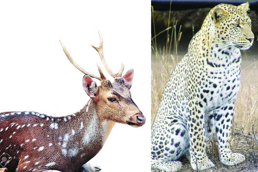 राष्ट्रीय उद्यानात १५ बिबटे, ४५ चितळ