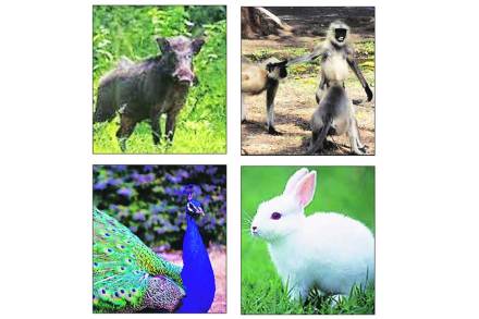 बदलापूरच्या जंगलात प्राण्यांचा वावर