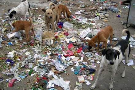 ‘दोषमुक्ती’साठी श्वानांना दुधाचा रतीब