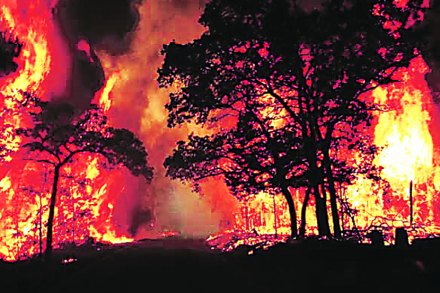 जंगलांतील आगीच्या झळा
