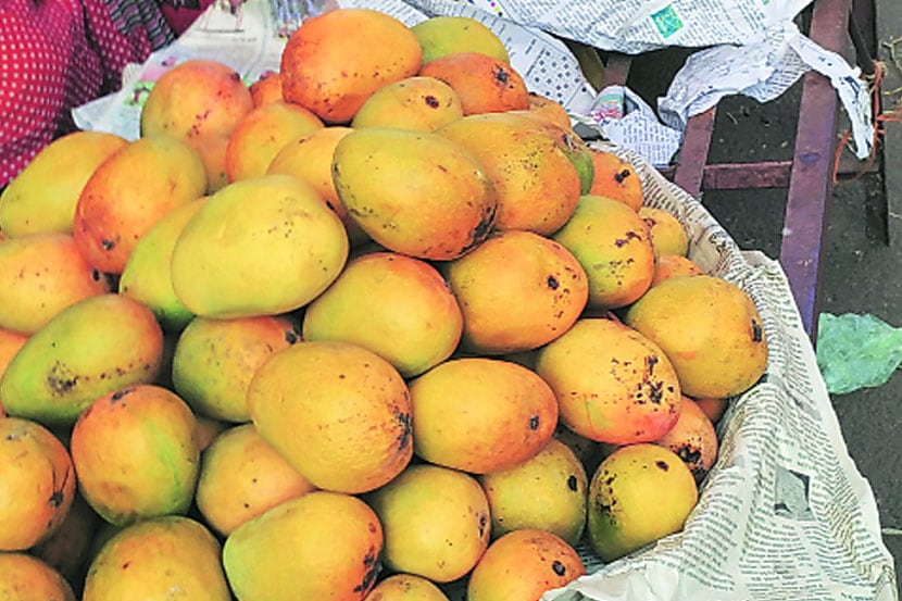 दक्षिण भारतीय आंब्याच्या धडकेत ‘कोकणचा राजा’ जखमी दक्षिण भारतीय आंब्याच्या धडकेत ‘कोकणचा राजा’ जखमी