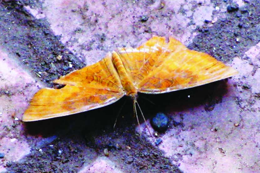 (छायाचित्र सौजन्य- फुलपाखरू अभ्यासक रेखा शहाणे) (छायाचित्र सौजन्य- फुलपाखरू अभ्यासक रेखा शहाणे)