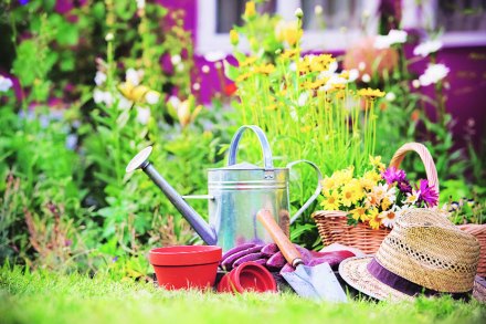 गृहवाटिका : बागेची शोभा वाढवा गृहवाटिका : बागेची शोभा वाढवा