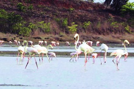 खारफुटीत पक्ष्यांचे मुख्य खाद्य असलेले मासे, किडे, विविध जातींचे खेकडे त्यांना मोठय़ा प्रमाणावर येथे उपलब्ध आहेत.