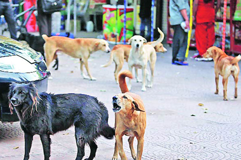 कल्याणमध्ये पाच मुलांना श्वानदंश कल्याणमध्ये पाच मुलांना श्वानदंश