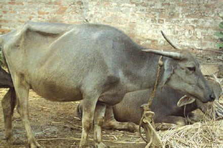 केंद्रीय पथक आजपासून उस्मानाबाद, बीड दौऱ्यावर