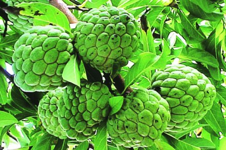 वर्षांनुवर्षे दुर्लक्षित सीताफळाला ‘जीआय’ मानांकन