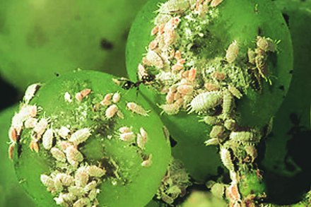 मुंबईतील हरितपट्टय़ांच्या संवर्धनासाठी काय करता?