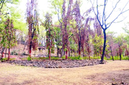 जपानी गार्डनमधील झाडांना चुकीची नावे!