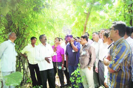 धुळे जिल्ह्य़ातील बारीपाडा येथे बहरलेल्या वनराईविषयी अधिकाऱ्यांना माहिती देताना चैत्राम पवार.