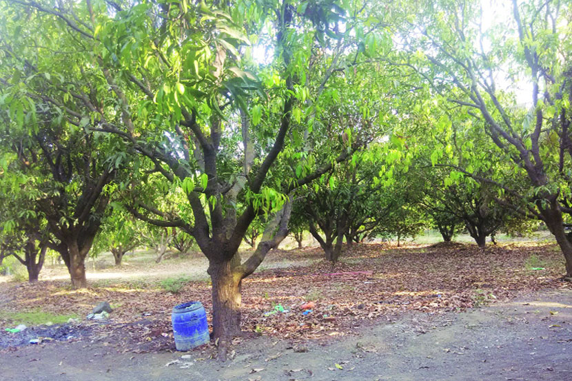 सहज सफर : चल, आंब्याच्या वनात जाऊ! सहज सफर : चल, आंब्याच्या वनात जाऊ!