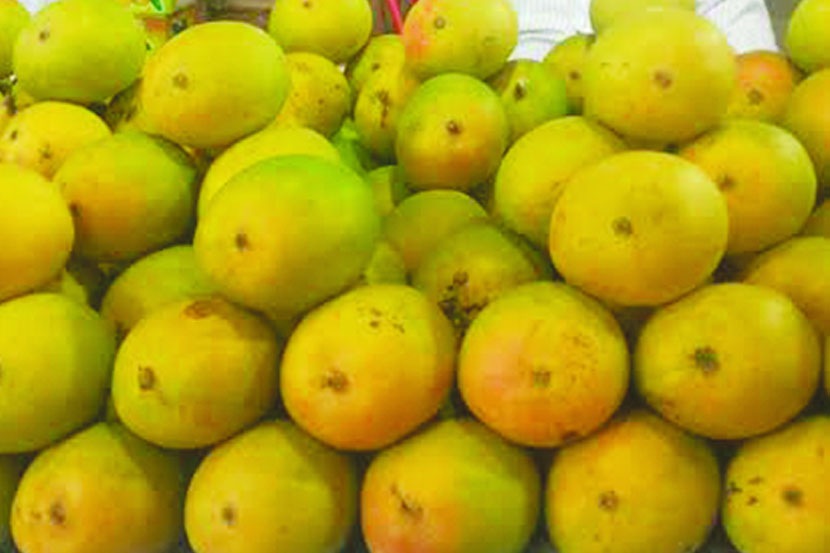 हापूस लांबणीवर हापूस लांबणीवर