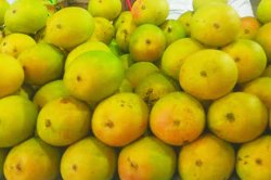 हापूस लांबणीवर