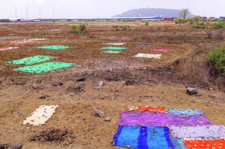 पावसाच्या उशिरामुळे पेरलेल्या बियाण्याची शेतकऱ्याला चिंता