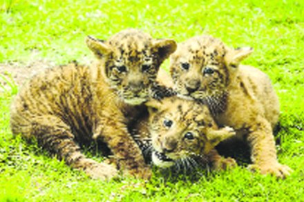 वाघांच्या अनाथ बछडय़ांसाठी आता मानक कार्यपद्धती