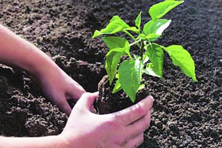 गृहवाटिका : आस्वाद गृहवाटिकेचा